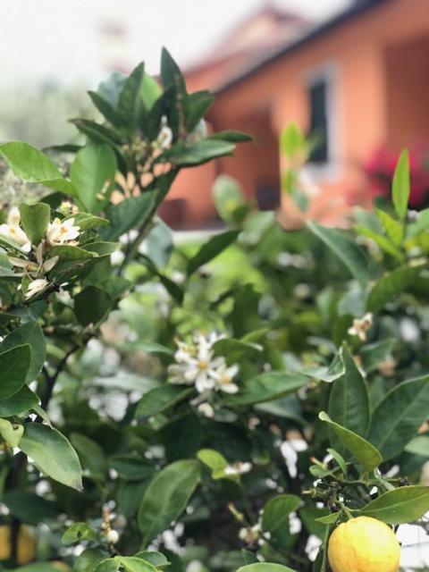 Il Giardino Delle Rose Apartman Spello Kültér fotó